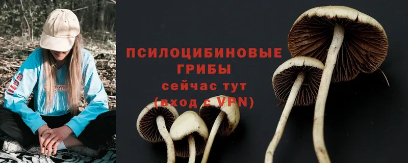 OMG вход  Фролово  Псилоцибиновые грибы Psilocybine cubensis 